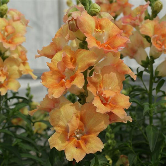 50 Snapdragon Seeds Snapdragon Double Shot Peach Doubleshot