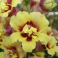 50 Snapdragon Seeds Snapdragon Double Shot Yellow Red Heart