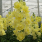 50 Snapdragon Seeds Snapdragon Double Shot Yellow Doubleshot