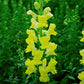 50 Pelleted Snapdragon Seeds Snapdragon Exquisite Golden Yellow