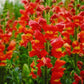 50 Pelleted Snapdragon Seeds Snapdragon Exquisite Orange