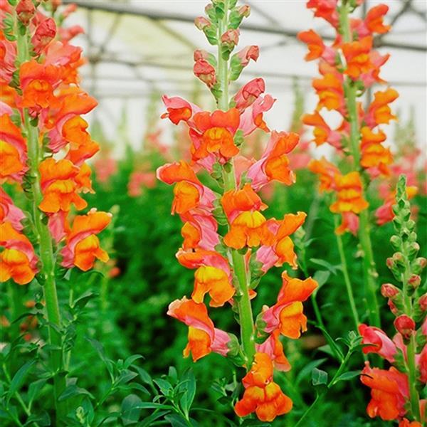 50 Pelleted Snapdragon Seeds Snapdragon Exquisite Orange  Sunset