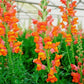 50 Pelleted Snapdragon Seeds Snapdragon Exquisite Orange  Sunset