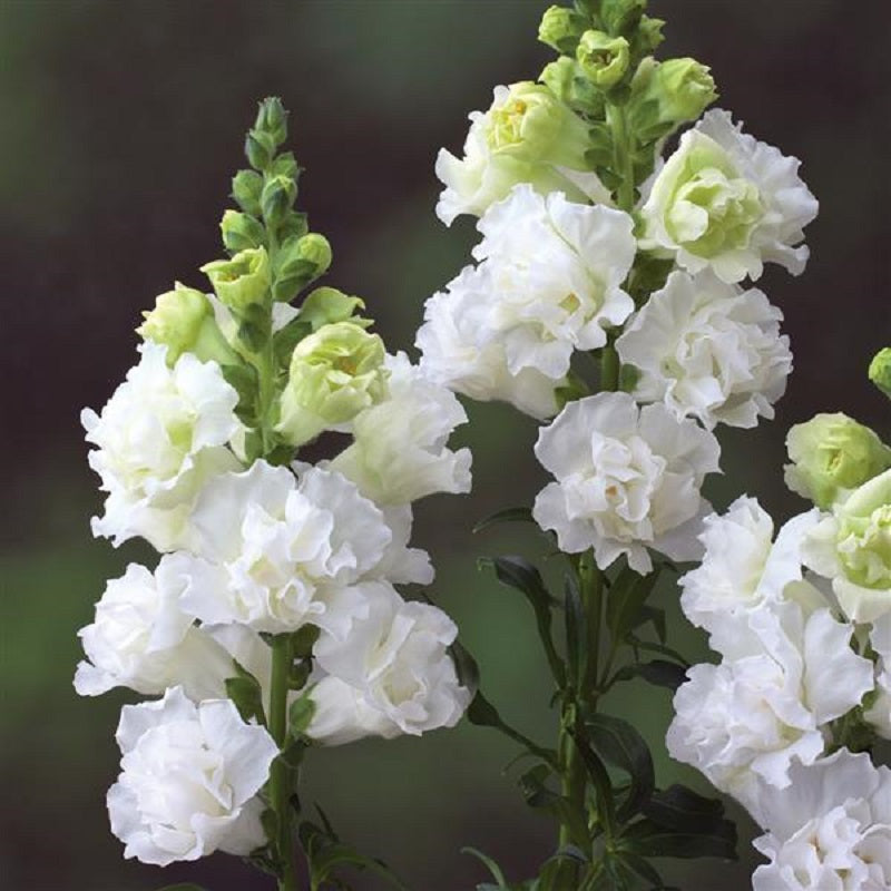 50 Snapdragon Seeds Snapdragon Legend White Great Cut Flower