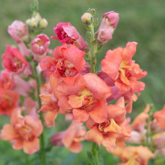 50 Madama Butterfly Bronze Snapdragon Seeds Cut Flower Seeds