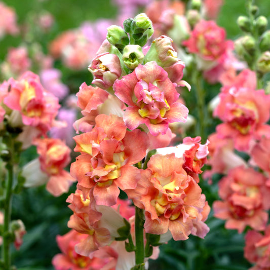 50 Madama Butterfly Bronze White Snapdragon Seeds Cut Flower Seeds