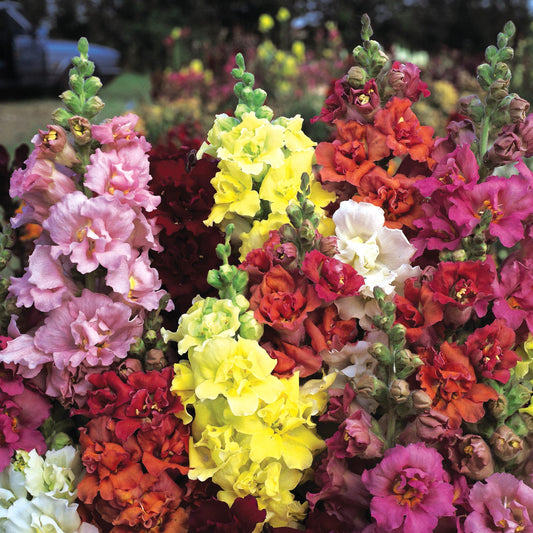 50 Madama Butterfly snapdragon seeds Cut Flower Seeds