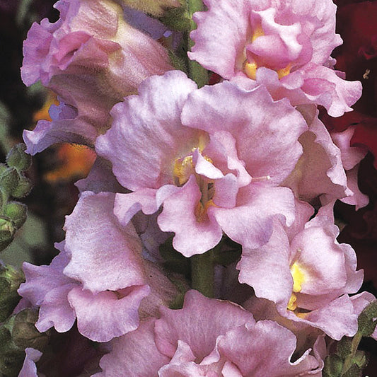 50 Madame Butterfly Pink Snapdragon Seeds Cut Flower Seeds