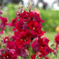 50 Madama Butterfly Red Snapdragon Seeds Cut Flower Seeds