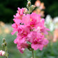 50 Madama Butterfly Rose Snapdragon Seeds Cut Flower Seeds