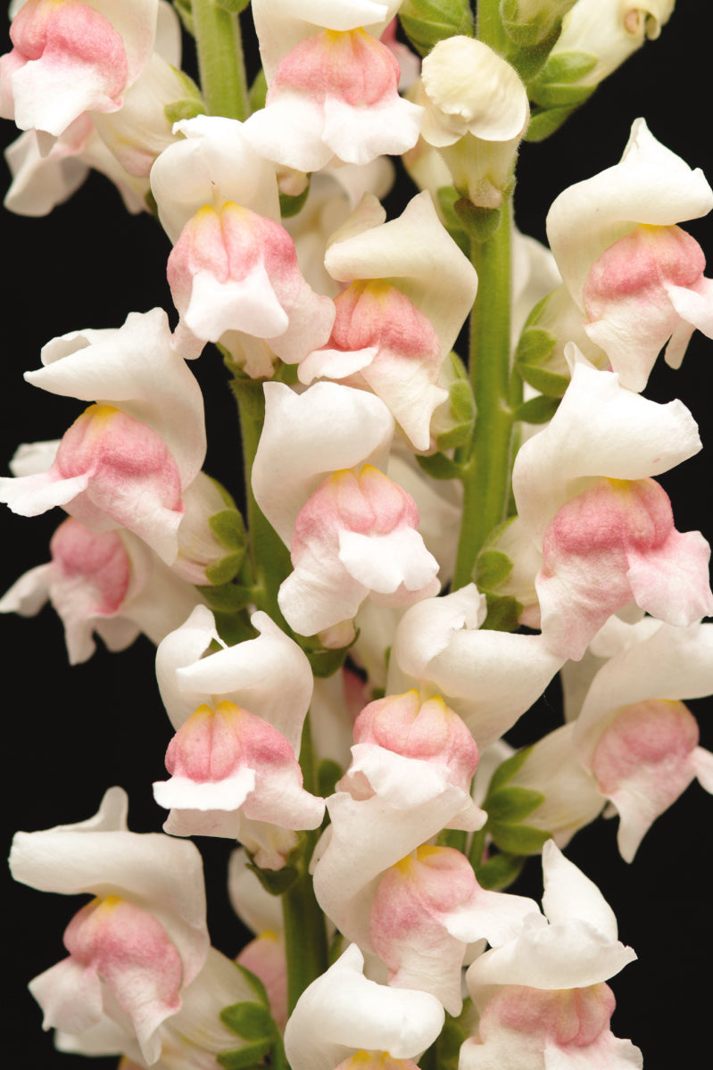 50 Pelleted Maryland Appleblossom Snapdragon Seeds F1 Cut Flower Seeds