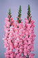 50 Pelleted Maryland Pink Yosemite Snapdragon Seeds F1 Cut Flower Seeds