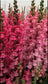 50 Pelleted Maryland Rose Snapdragon Seeds F1 Cut Flower Seeds