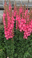 50 Pelleted Maryland Rose Snapdragon Seeds F1 Cut Flower Seeds