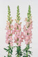 50 Pelleted Maryland Shell Pink Snapdragon Seeds F1 Cut Flower Seeds