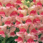 50 Snapdragon Seeds Snapdragon Opus Appleblossom Cut Flower Seeds