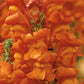 50 Snapdragon Seeds Snapdragon Opus Bronze Cut Flower Seeds