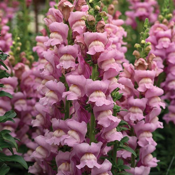 Snapdragon Seeds | Snapdragon Opus Lavender | Cut Flowers