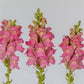 50 Snapdragon Seeds Snapdragon Opus Pink Cut Flower Seeds