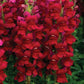 50 Snapdragon Seeds Snapdragon Opus Red Cut Flower Seeds