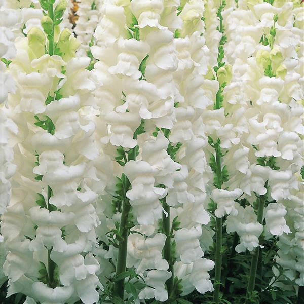 50 Snapdragon Seeds Snapdragon Opus White Cut Flower Seeds