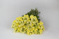 50 Snapdragon Seeds Snapdragon Opus Yellow Cut Flower Seeds