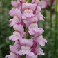 50 Pelleted Snapdragon Seeds Snapdragon Potomac Lavender