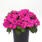 Impatiens Seeds Solarscape Pink Jewel 15 Seeds Sun Impatiens