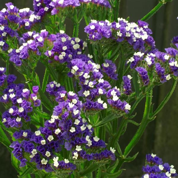 Limonium Seeker Blue 100 Statice Seeds Cut Flowers