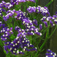 Limonium Seeker Blue 100 Statice Seeds Cut Flowers