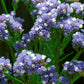 Limonium Seeker Blue Pastel 100 Statice Seeds Cut Flowers