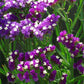 Limonium Seeker Purple 100 Statice Seeds Cut Flowers