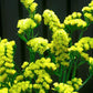 Limonium Seeker Yellow 100 Statice Seeds Cut Flowers