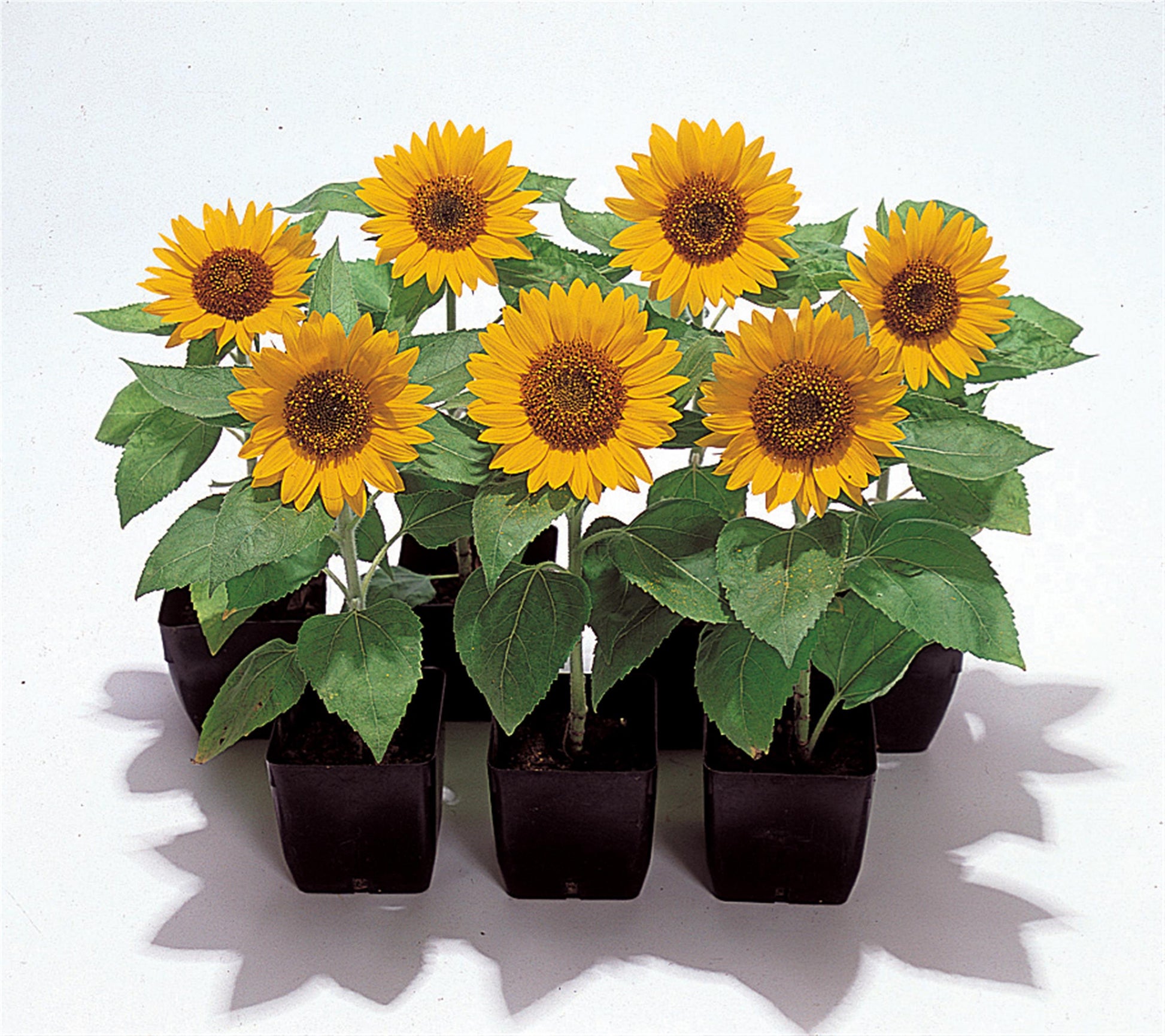 50 Big Smile Sunflower Seeds Helianthus Seeds Cut Flower Seeds