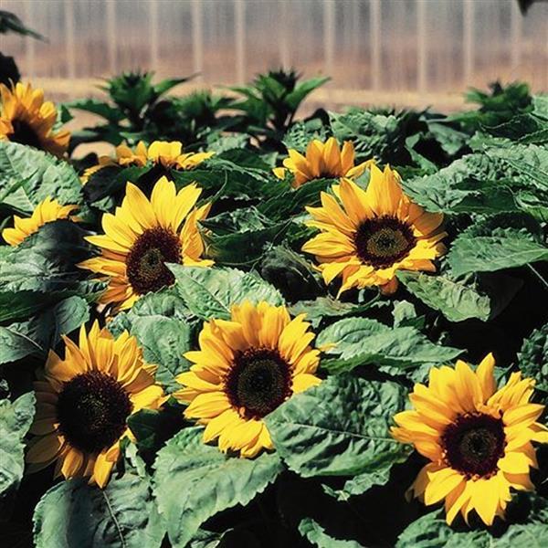 50 Big Smile Sunflower Seeds Helianthus Seeds Cut Flower Seeds