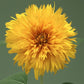 50 Sunflower Seeds Double Sunking Cut Flower Seeds