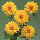 50 Sunflower Seeds Double Sunking Cut Flower Seeds