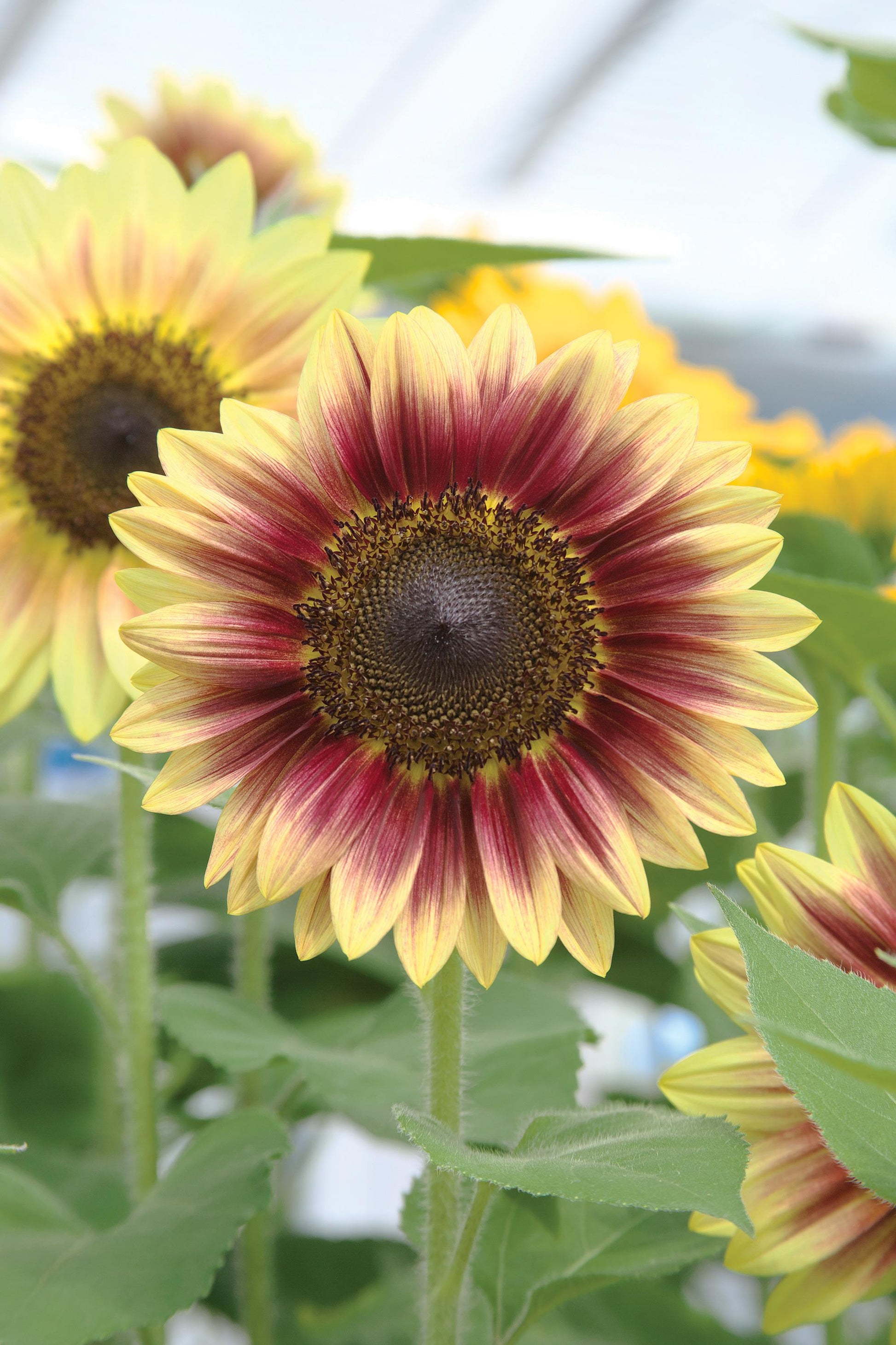 50 Sunflower Seeds Sunflower Marley Helianthus Seeds