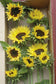 50 Helianthus Seeds Procut Peach Sunflower Seeds