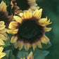 50 Helianthus Seeds Sunflower Seeds Procut Red Lemon Bicolor