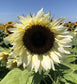 50 Helianthus Seeds Procut White Nite Sunflower Seeds