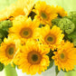 50 Sunflower Seeds Helianthus Sunrich Gold Summer Cut Flower Seeds