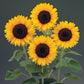 50 Sunflower Seeds Helianthus Sunrich Orange Summer Cut Flower Seeds