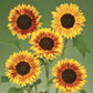 50 Sunflower Seeds Sunflower Ziggy Yellow Brown Bicolor