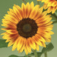 50 Sunflower Seeds Sunflower Ziggy Yellow Brown Bicolor