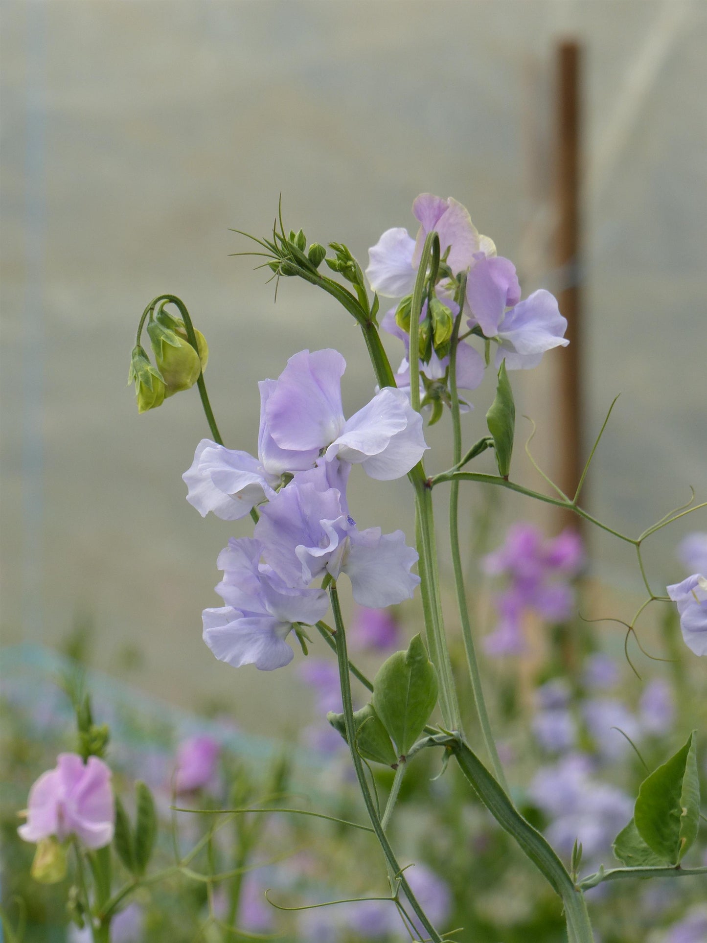 25 Sweet Pea Seeds Sweet Pea Spring Sunshine Light Blue