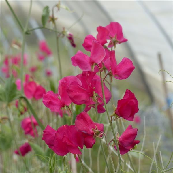 25 Sweet Pea Seeds Sweet Pea Spring Sunshine Cerise