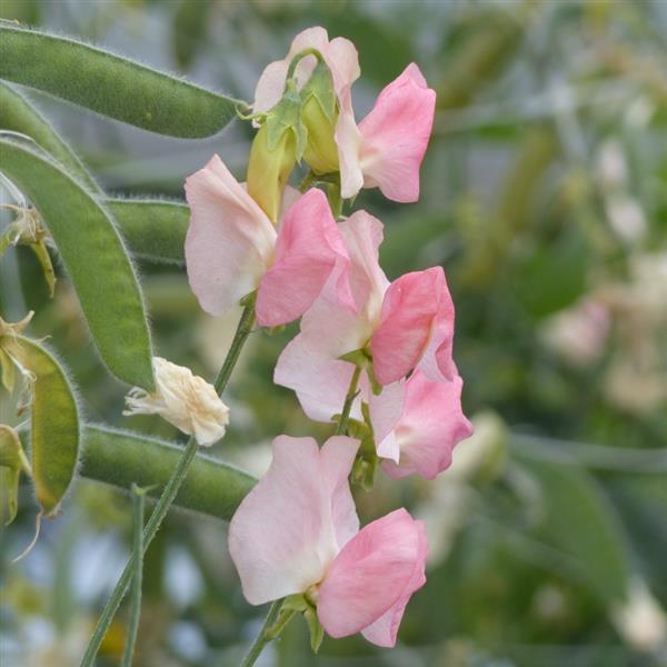 25 Sweet Pea Seeds Sweet Pea Spring Sunshine Champagne