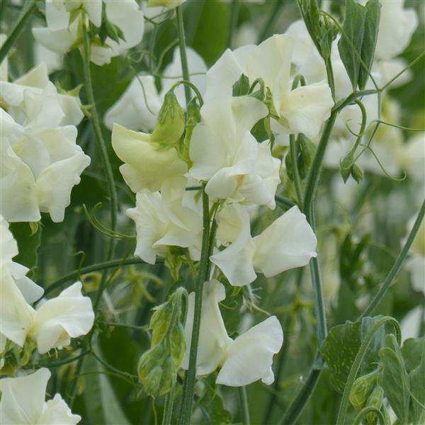 25 Sweet Pea Seeds Sweet Pea Spring Sunshine Cream