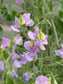 25 Sweet Pea Seeds Sweet Pea Spring Sunshine Lilac